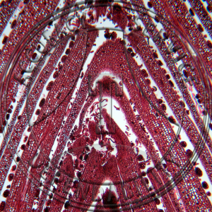 Aesculus hippocastanum Stem Tip Median Prepared Microscope Slide