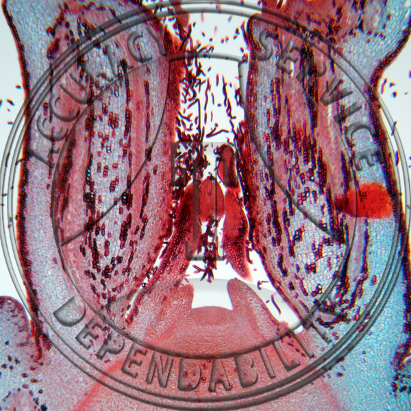 Aesculus hippocastanum Stem Tip Prepared Microscope Slide
