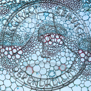 Angelica atropurpurea Stem Prepared Microscope Slide