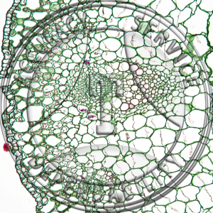 Ranunulus acris Immature Stem CS Prepared Microscope Slide