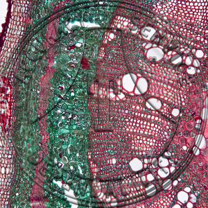 Ricinus communis Stem Tip LS Prepared Microscope Slide