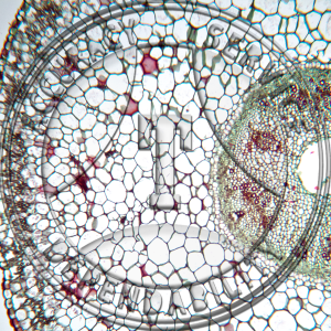 Salicornia Prepared Microscope Slide