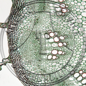 Ambrosia artemisiifolia Prepared Microscope Slide