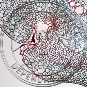 Aristolochia durior Stem Wound Reaction Prepared Microscope Slide