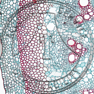 Begonia Stem CS Prepared Microscope Slide