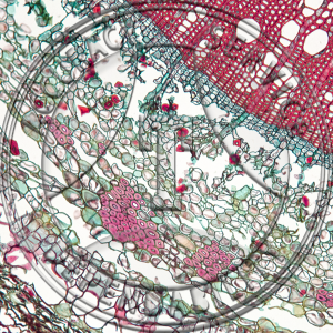 Canppsis radicans Prepared Microscope Slide