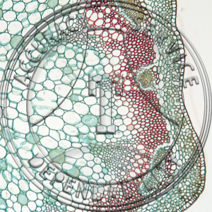 Capsella bursa-pastoris Prepared Microscope Slide