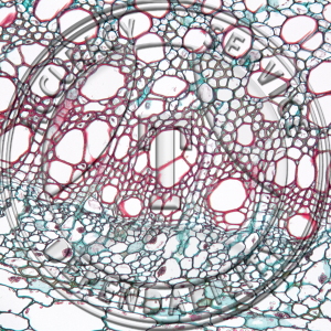 Solanum tuberosum Mature Stem CS Prepared Microscope Slide