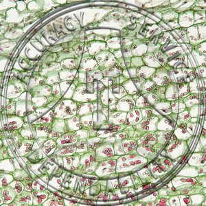 Solanum tuberosum Young Tuber CS Prepared Microscope Slide