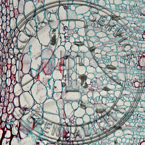 Solanum tuberosum Rhizome CS Prepared Microscope Slide