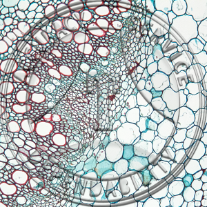 Spinacia oleracea Stem CS Prepared Microscope Slide