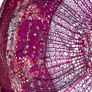 Tilia americana One Year Stem CS Prepared Microscope Slide