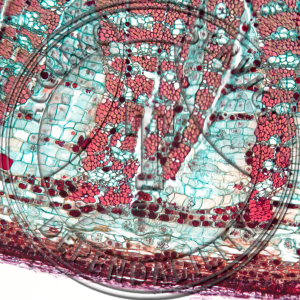 Tilia americana Two Year Stem CS Prepared Microscope Slide