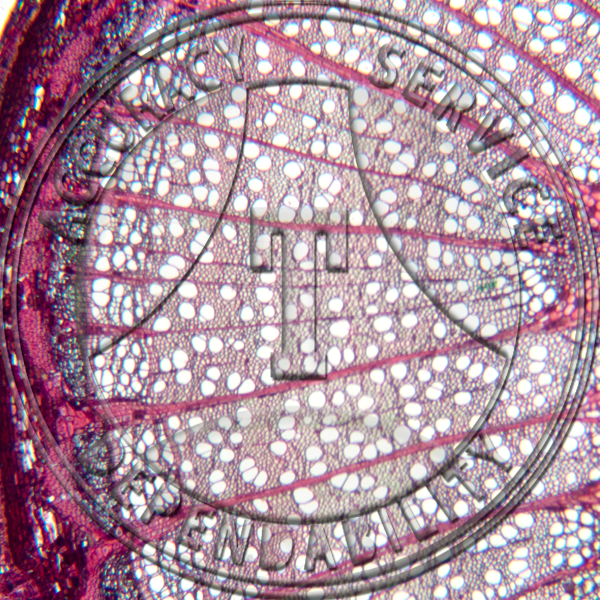 Tilia americana Stem CRT Prepared Microscope Slide
