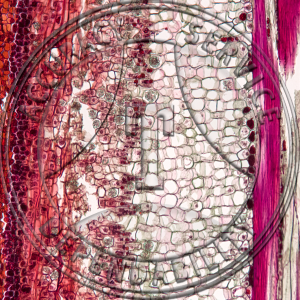 Tilia americana Cambium Prepared Microscope Slide