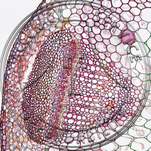 Trifolium pratense Older Stem CS Prepared Microscope Slide