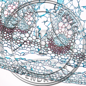 Podophyllum peltatum Stem CS Prepared Microscope Slide