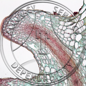 Nasturtium Adventitious Roots Prepared Microscope Slide