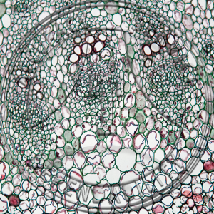 Rheum rhaponticum Stem CS Prepared Microscope Slide