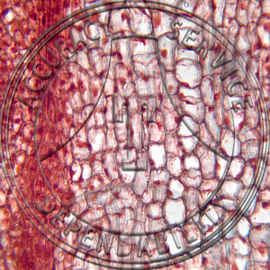 Salvia Stem Tip Non Median LS Prepared Microscope Slide