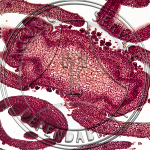 Salvia Stem Tip CS Prepared Microscope Slide