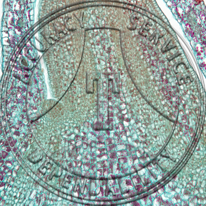 Solanum tuberosum Young Tuber LS Prepared Microscope Slide  11-377-5