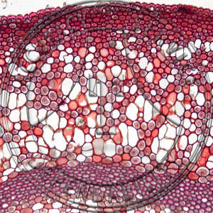 Aristolochia durior One Year Stem Prepared Microscope Slide