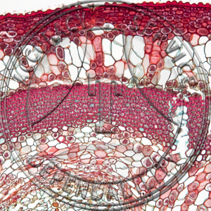 Aristolochia durior Two Year Stem Prepared Microscope Slide