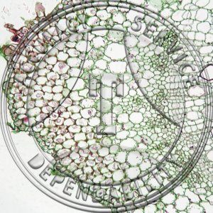 Coleus Stem CS Prepared Microscope Slide