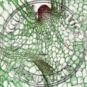 Coleus Leaf Abscission Prepared Microscope Slide