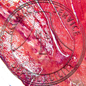 Syringa vulgaris Leaf AbscissionNon Median LS Prepared Microscope Slide