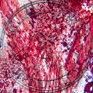 Tilia americana Leaf Abscission Median LS Prepared Microscope Slide