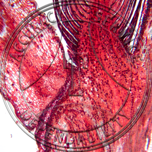 Ulmus americana Leaf Abscission Non Median LS Prepared Microscope Slide