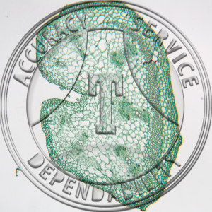 Cucurbita maxima Tendril Prepared Microscope Slide