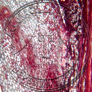 Juglans nigra Median Leaf Anscission Prepared Microscope Slide