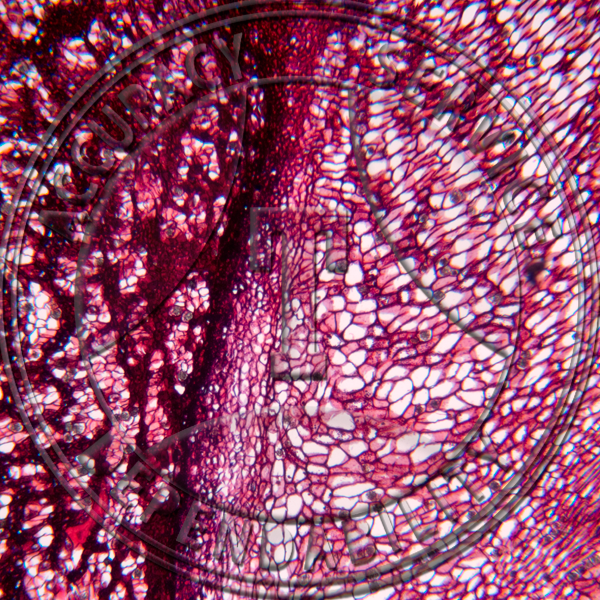 Juglans nigra Leaf Abscission Prepared Microscope Slide