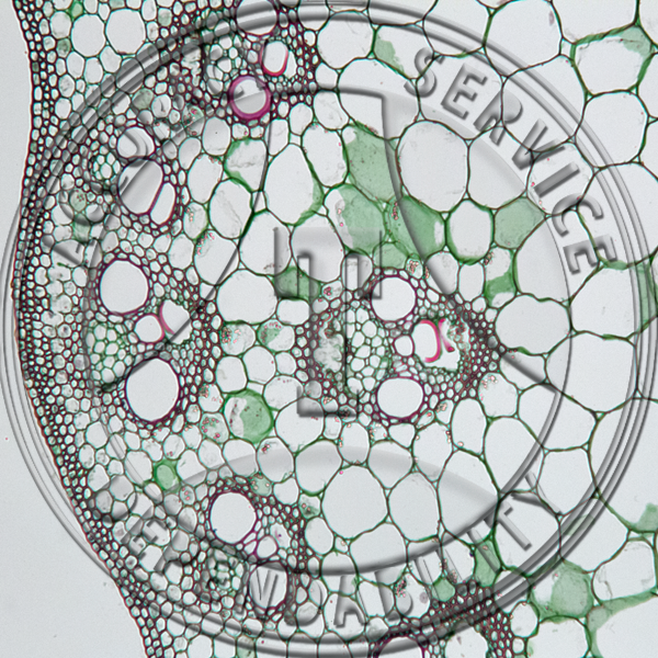 Monocot & Dicot Stem Prepared Microscope Slide