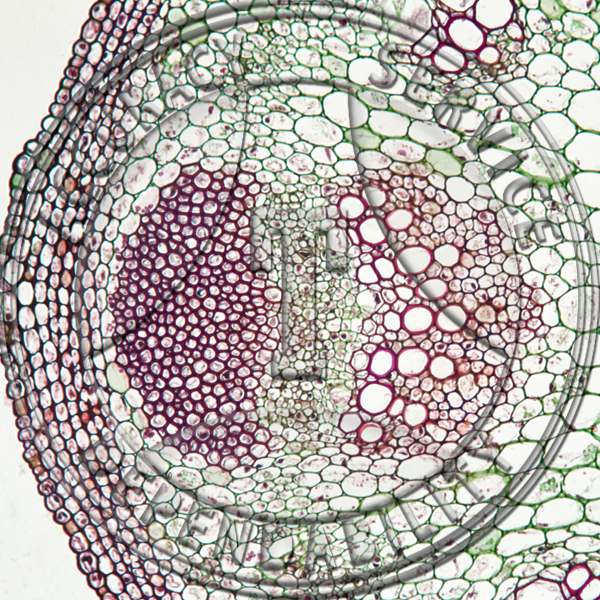 Monocot & Dicot Stem Prepared Microscope Slide