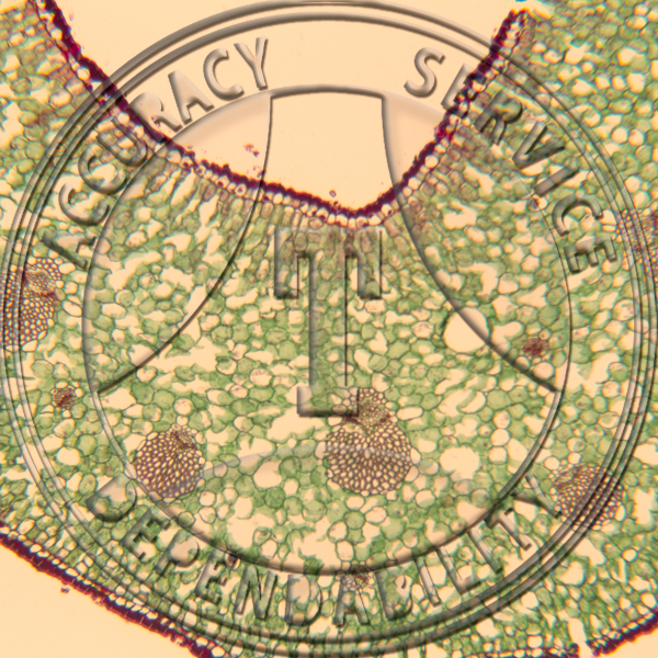 Agave Leaf Prepared Microscope Slide