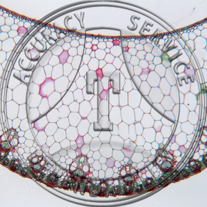 Saccharum officinalis Leaf Prepared Microscope Slide