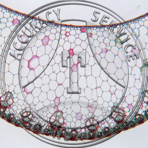 Saccharum officinalis Leaf Prepared Microscope Slide
