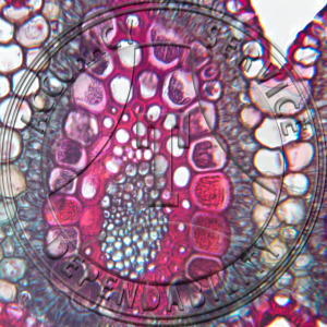 Bouteloua Xerophytic Leaf Prepared Microscope Slide