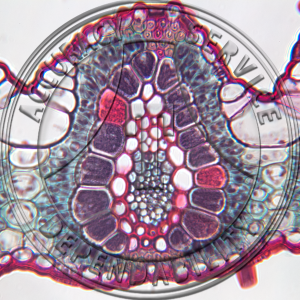 Bromus Leaf Prepared Microscope Slide