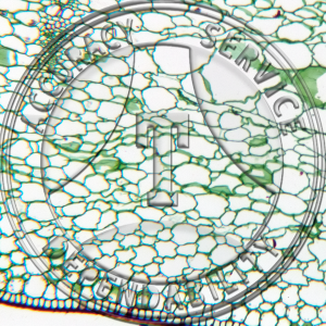 Clivia Leaf Cuticle Prepared Microscope Slide