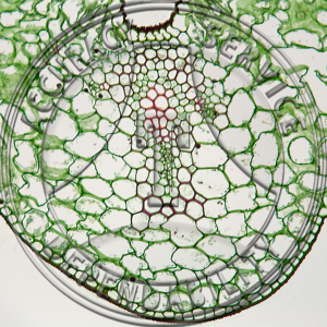 Lilium Leaf Prepared Microscope Slide