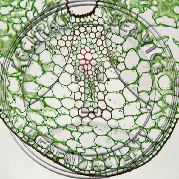 Lilium Leaf Prepared Microscope Slide