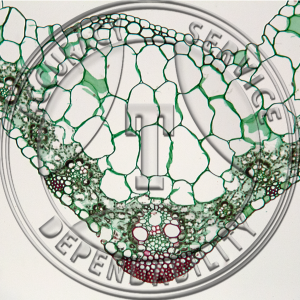 Zea mays Leaf Motor Cells Prepared Microscope Slide