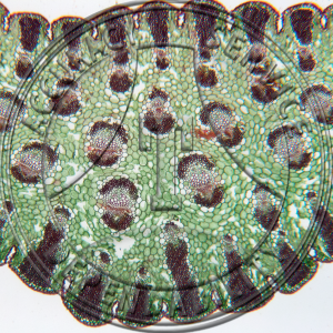 Yucca Leaf Fiber Prepared Microscope Slide