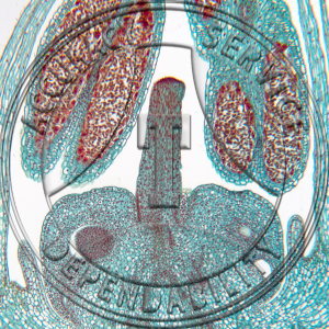 Allium cepa Flower Bud Median LS Prepared Microscope Slide