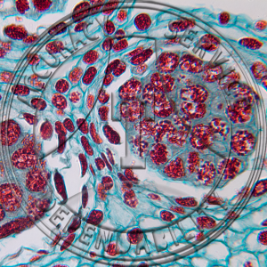 Allium tricoccum Flower Bud CS Late Prophase Prepared Microscope Slide